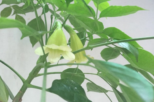 幸福树落叶的原因，可能是温度过低所致