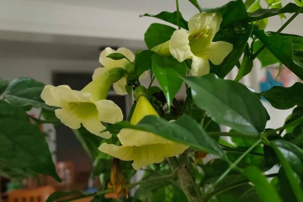 幸福树落叶的原因，可能是温度过低所致