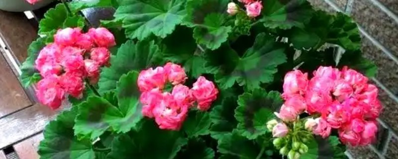 天竺葵不开花只长叶怎么办，光照不足要将它放在向阳处