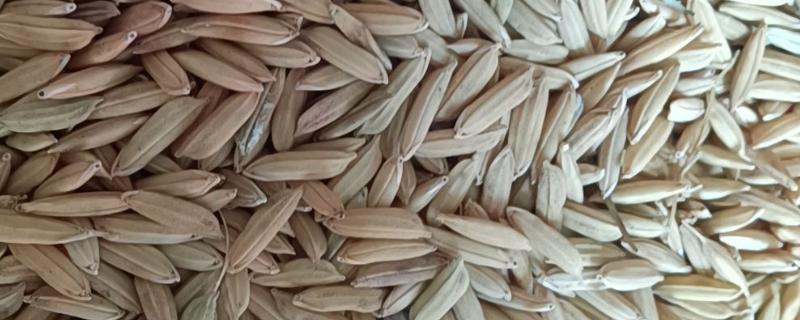 区分杂交稻种的方法，以下4种方式都可以分辨