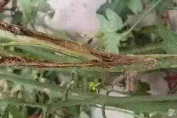 西红柿灰叶斑病的症状，叶面布满圆形暗褐色小斑点