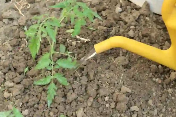 西红柿灰叶斑病的症状，叶面布满圆形暗褐色小斑点