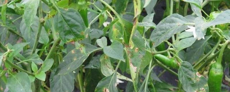 辣椒病害类型，常见病毒病、疫病、炭疽病等病害