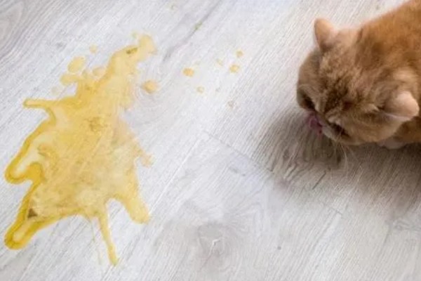 为什么猫咪呕吐黄水,可能是疾病或者长时间没吃东西所致