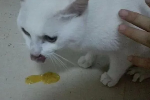 为什么猫咪呕吐黄水,可能是疾病或者长时间没吃东西所致