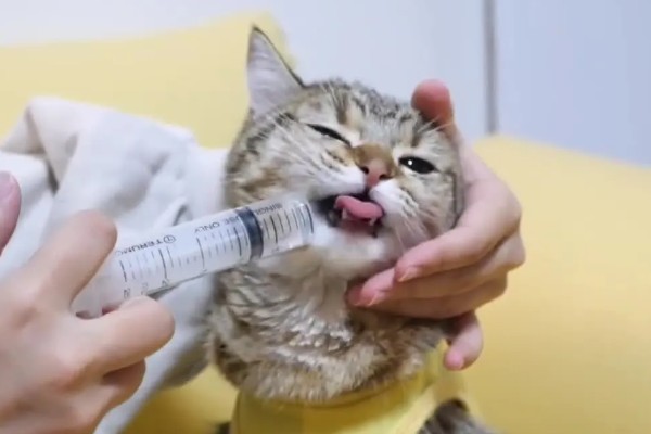 为什么猫咪呕吐黄水,可能是疾病或者长时间没吃东西所致