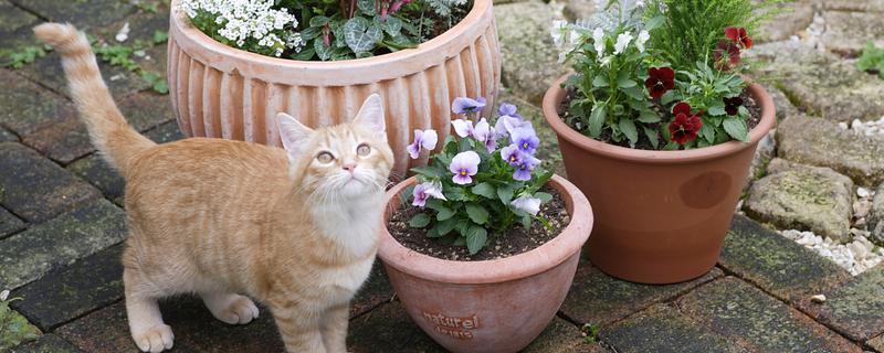 养猫不能种哪些植物，百合花、万年青等品种不可以养殖