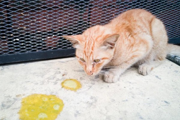 为什么猫咪呕吐黄水,可能是疾病或者长时间没吃东西所致