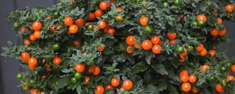 珊瑚樱的养殖方法，喜欢在有充足光照的地方生长