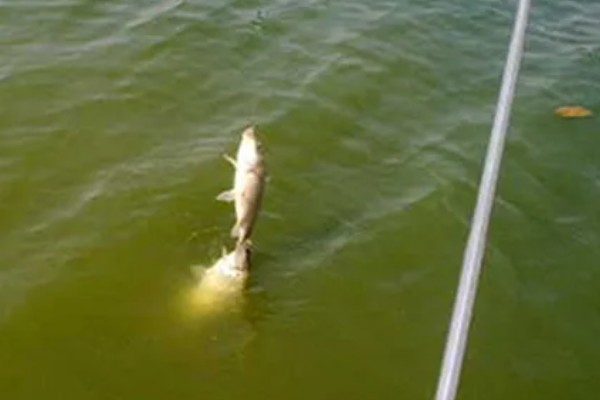 海竿钓草鱼是不是钓底,钓浮、钓底均可选择