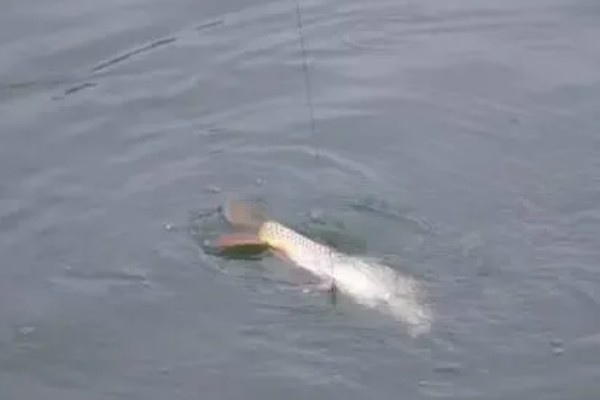 海竿钓草鱼是不是钓底,钓浮、钓底均可选择