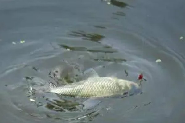 海竿钓草鱼是不是钓底,钓浮、钓底均可选择