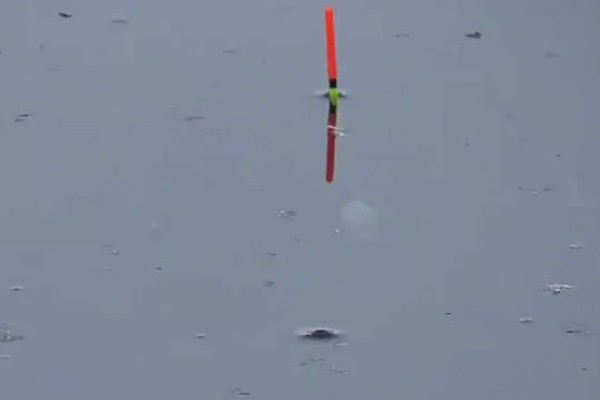 海竿钓草鱼是不是钓底,钓浮、钓底均可选择