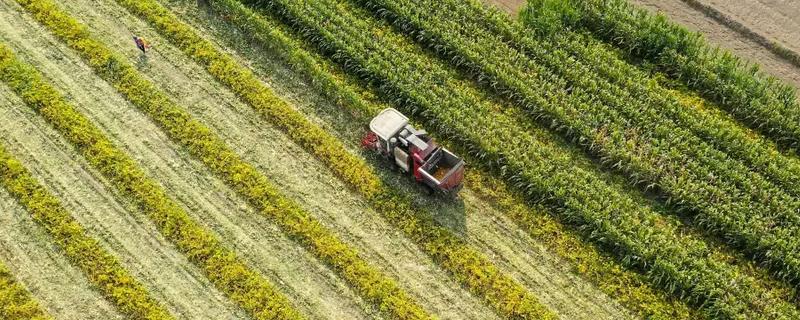 一般耕地有什么用途，主要用于粮食、蔬菜等作物生产