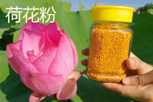 茶花粉的简介，是蜜蜂从茶花上面采集的花粉团