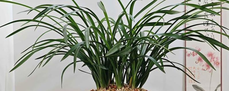 春兰最香的品种，有余蝴蝶、滇红素等