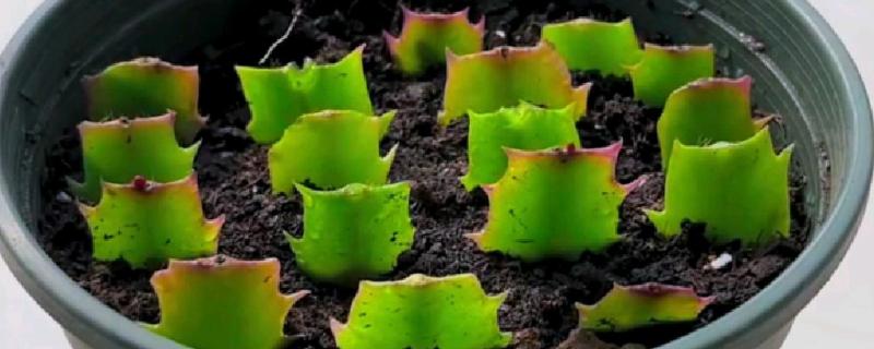 蟹爪兰怎么扦插， 把枝条斜插进土壤中