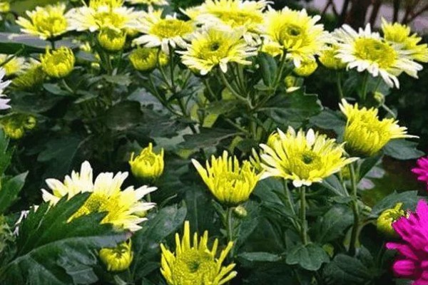 哪个国家的国花是菊花，是日本皇室的国花