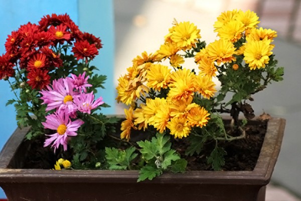 哪个国家的国花是菊花，是日本皇室的国花