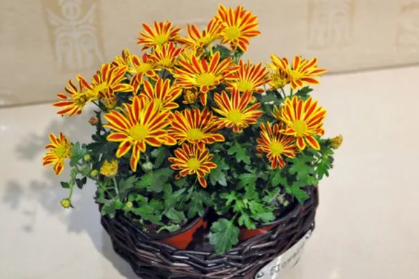 哪个国家的国花是菊花，是日本皇室的国花