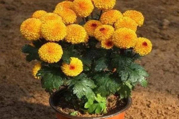 哪个国家的国花是菊花，是日本皇室的国花