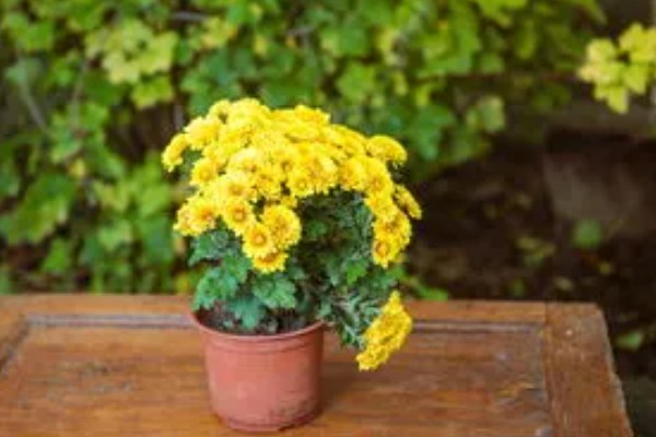 哪个国家的国花是菊花，是日本皇室的国花