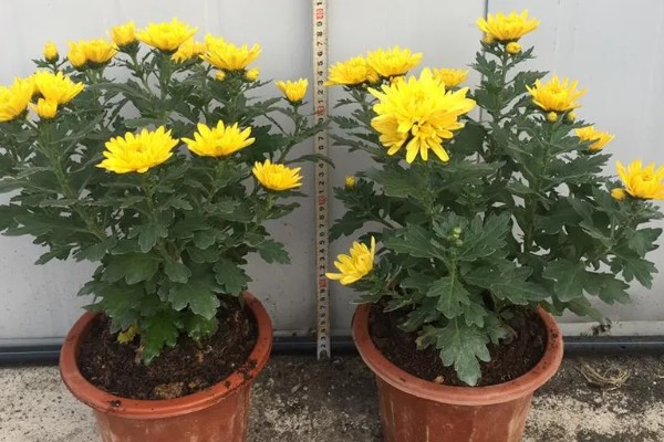 哪个国家的国花是菊花，是日本皇室的国花