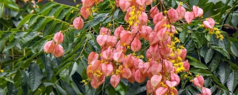 黄山栾树是乔木吗，黄山栾是落叶乔木