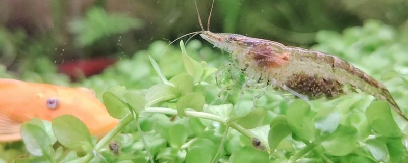 黑壳虾如何繁殖，孵化期水温保持在22-26℃