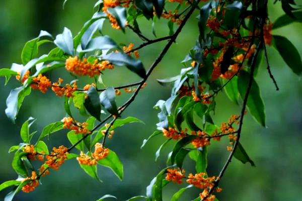 桂花的主要价值，可供观赏、药用等