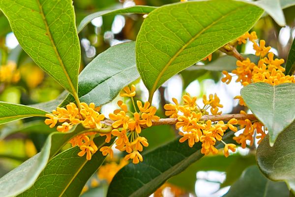 桂花的主要价值，可供观赏、药用等