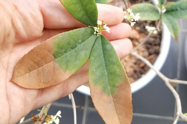 桂花的主要价值，可供观赏、药用等