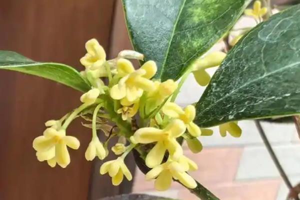 桂花的主要价值，可供观赏、药用等