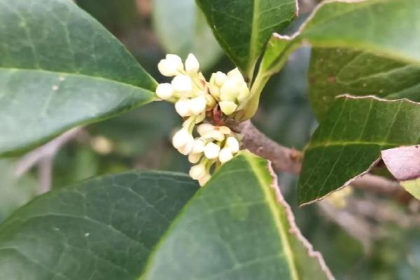 桂花的主要价值，可供观赏、药用等