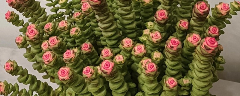 招财的花卉有哪些，有绿元宝、串钱藤等