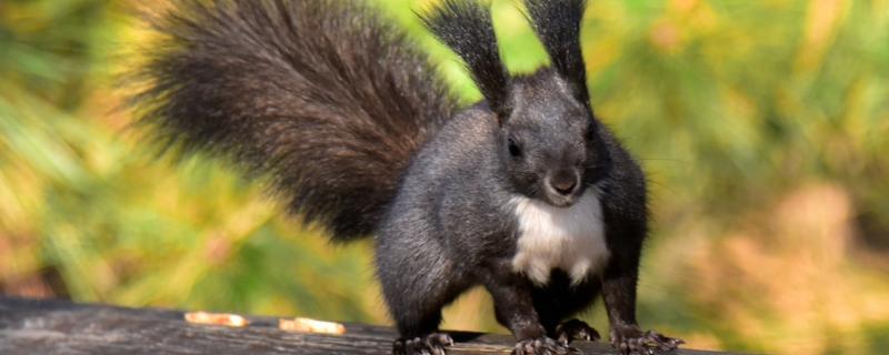 松鼠有什么品种，魔王松鼠、岩松鼠等品种很常见