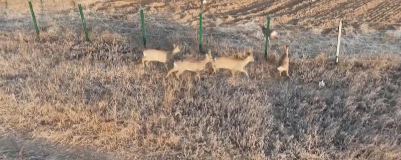 养殖10头狍子所需成本，需要28000元左右