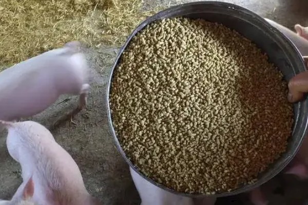 猪吃什么饲料才长得快，吃配合饲料长得快