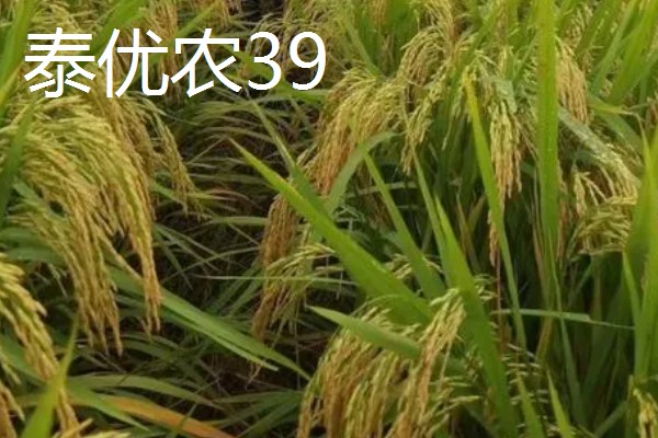 区分杂交稻种的方法，以下4种方式都可以分辨