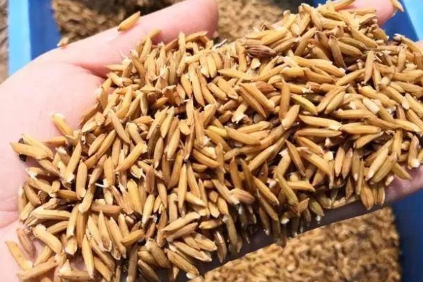 区分杂交稻种的方法，以下4种方式都可以分辨