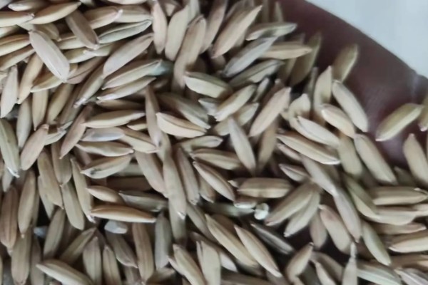 区分杂交稻种的方法，以下4种方式都可以分辨