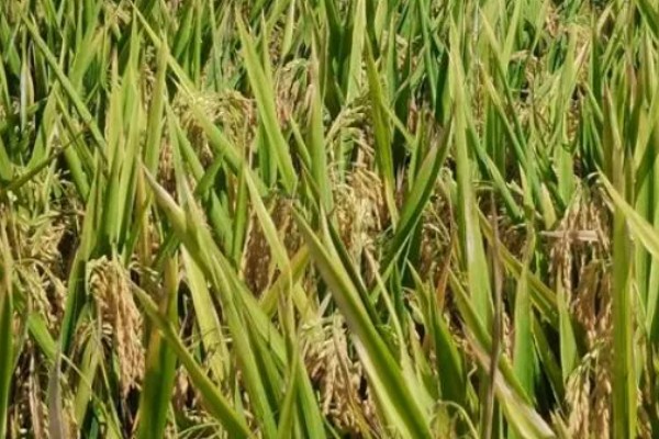 区分杂交稻种的方法，以下4种方式都可以分辨