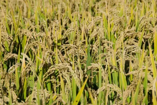 区分杂交稻种的方法，以下4种方式都可以分辨