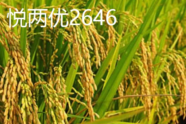 区分杂交稻种的方法，以下4种方式都可以分辨