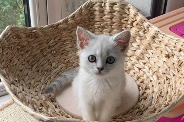 养猫不能种哪些植物,百合花、万年青等品种不可以养殖