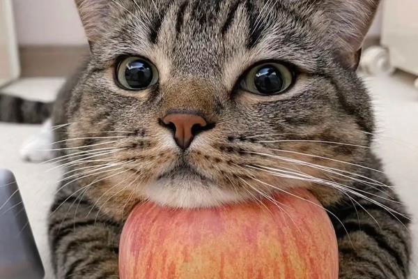 养猫不能种哪些植物,百合花、万年青等品种不可以养殖