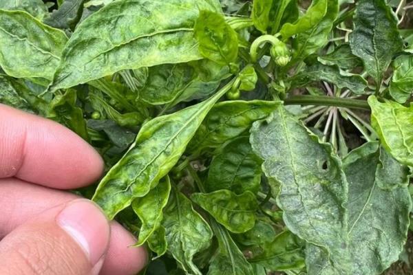 辣椒病害类型，常见病毒病、疫病、炭疽病等病害