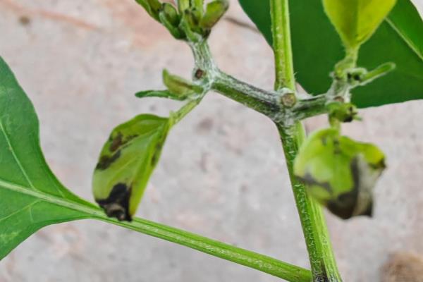 辣椒病害类型，常见病毒病、疫病、炭疽病等病害