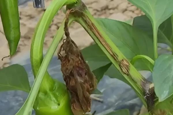 辣椒病害类型，常见病毒病、疫病、炭疽病等病害