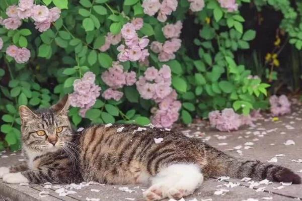 养猫不能种哪些植物,百合花、万年青等品种不可以养殖